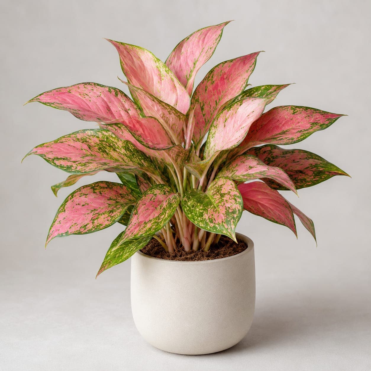 Aglaonema Pink