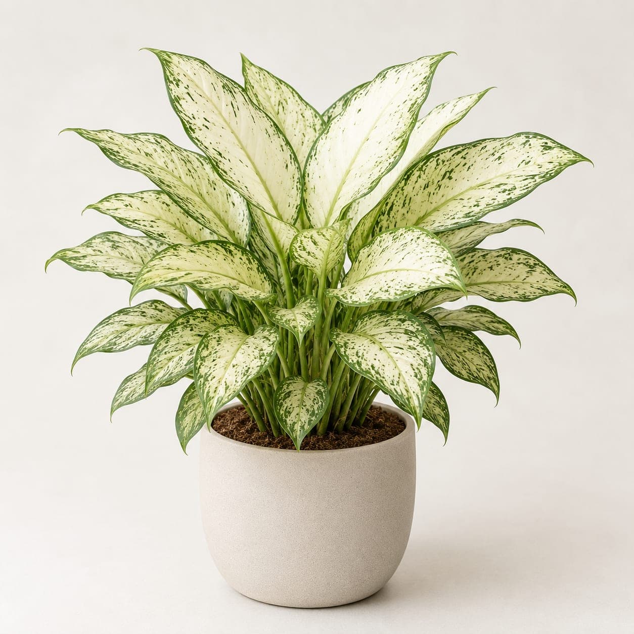 Aglaonema White