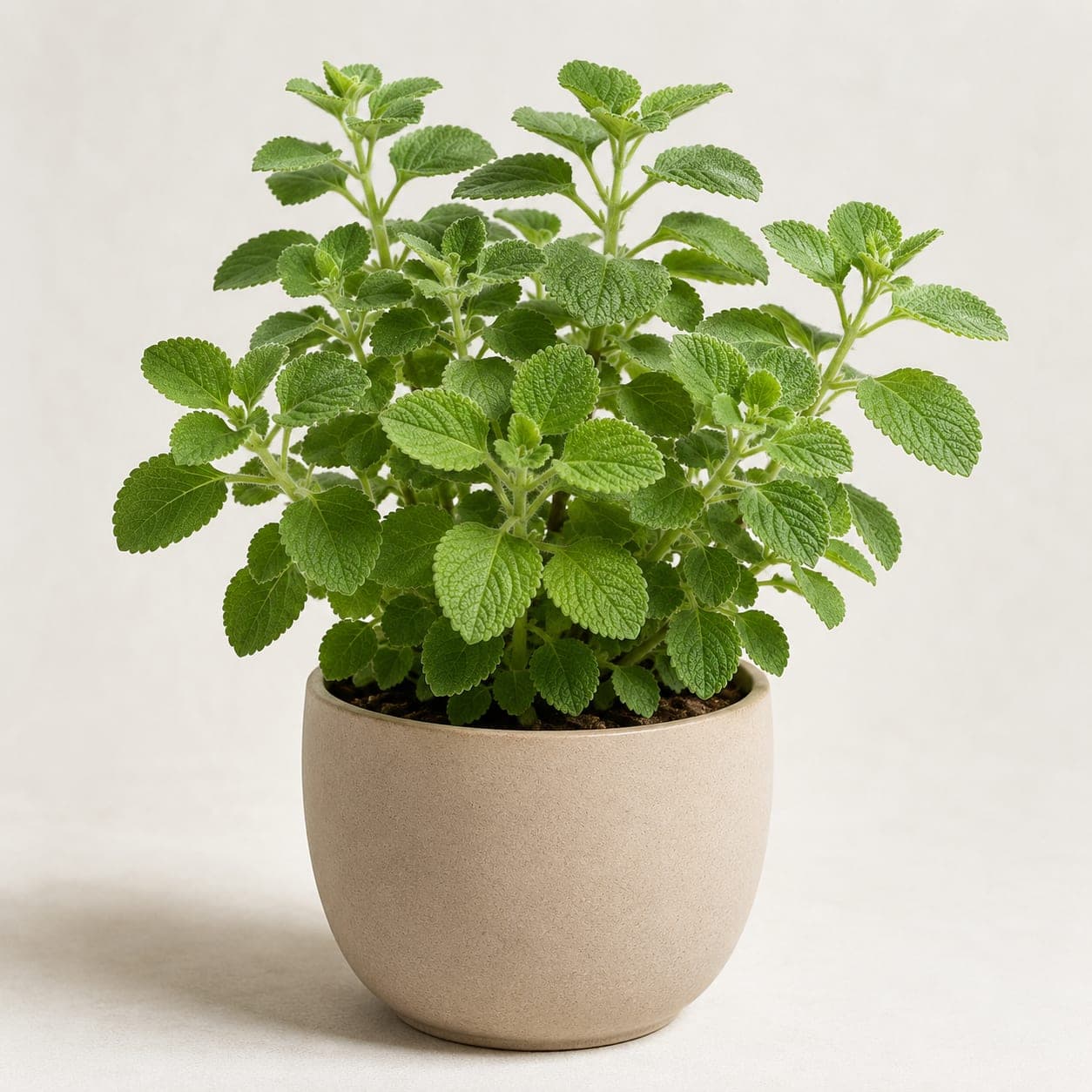 Ajwain