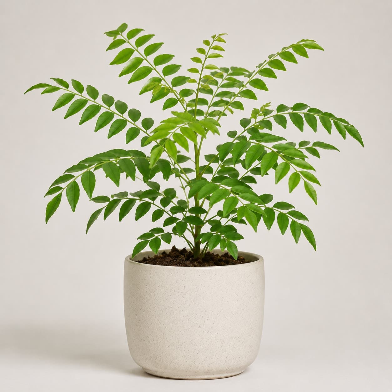 Curry Leaf