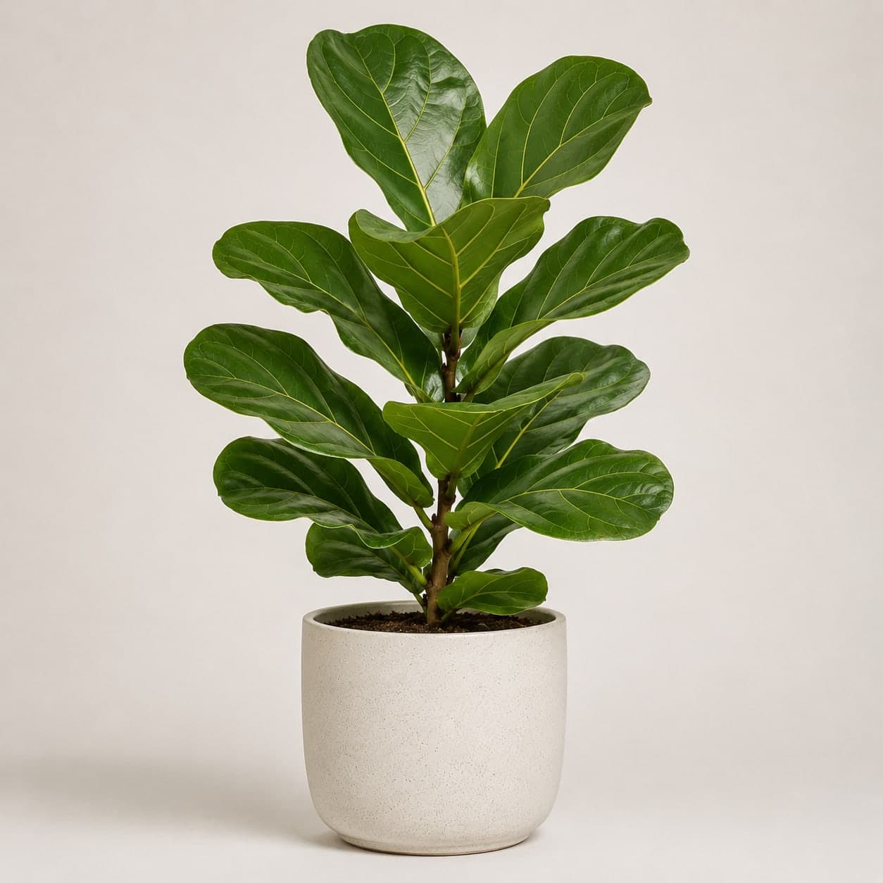 Fiddle Leaf