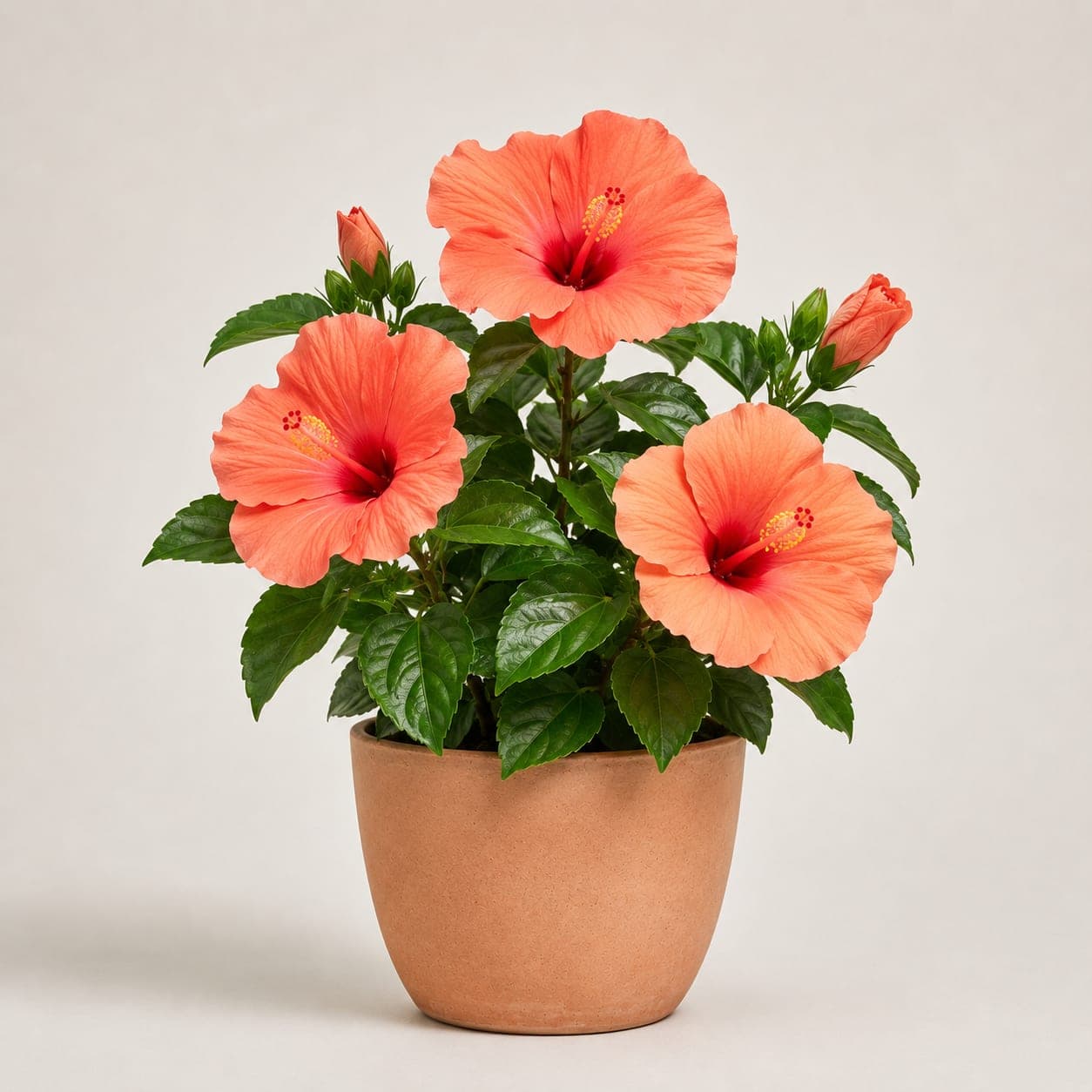 Hibiscus Hybrid