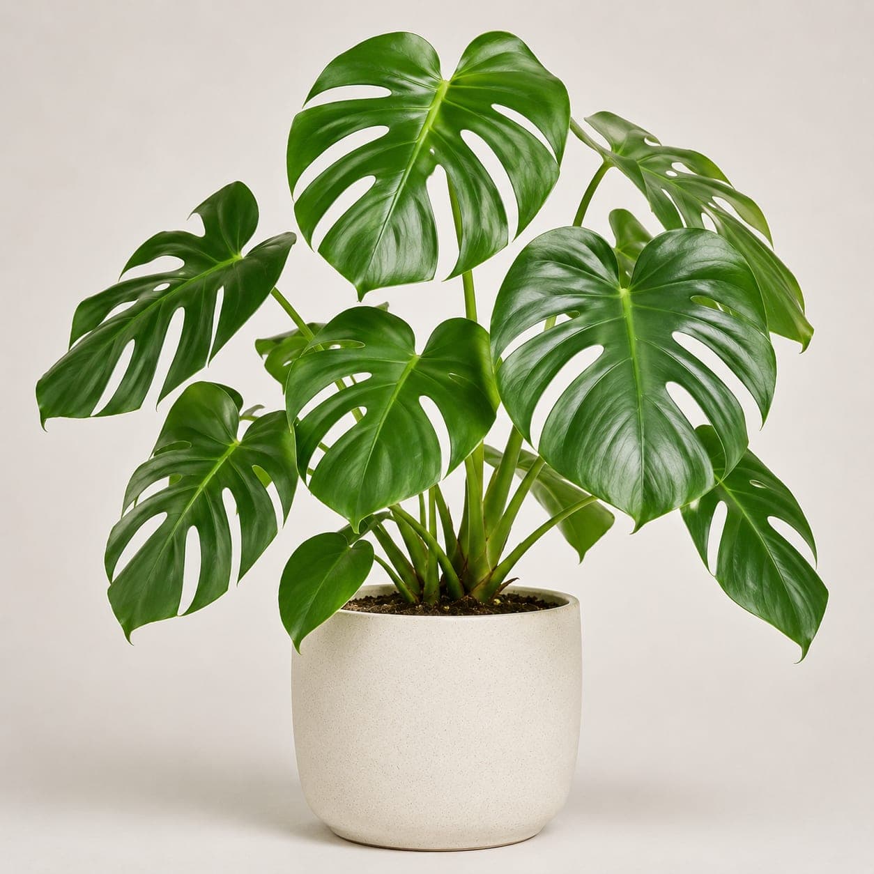 Monstera Deliciosa