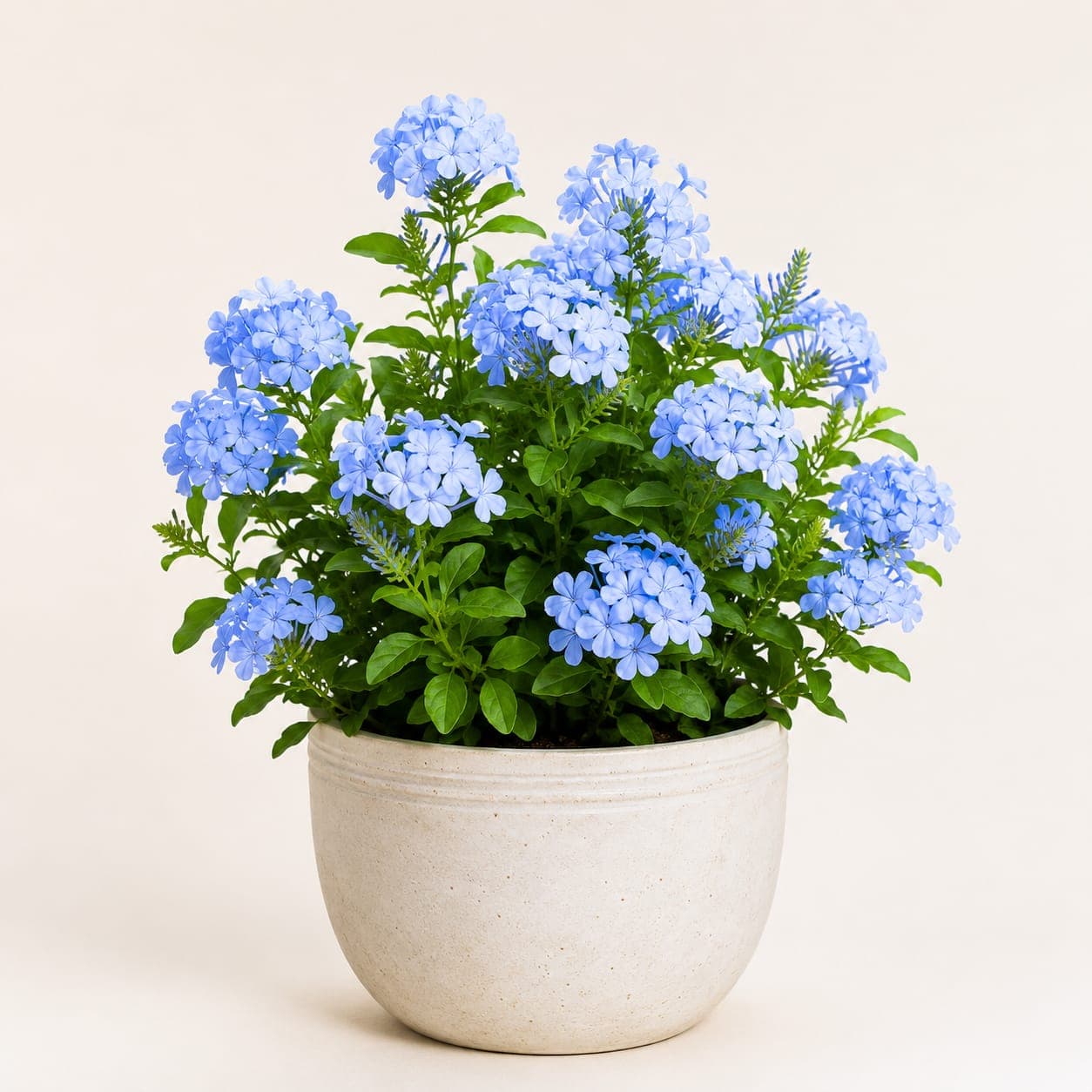 Plumbago