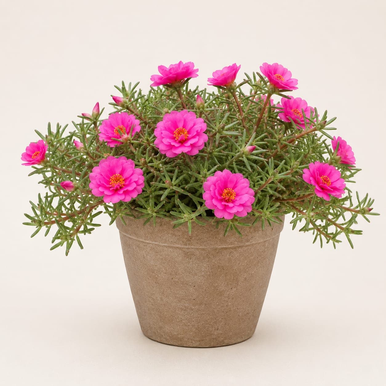 Portulaca / Moss Rose Pink