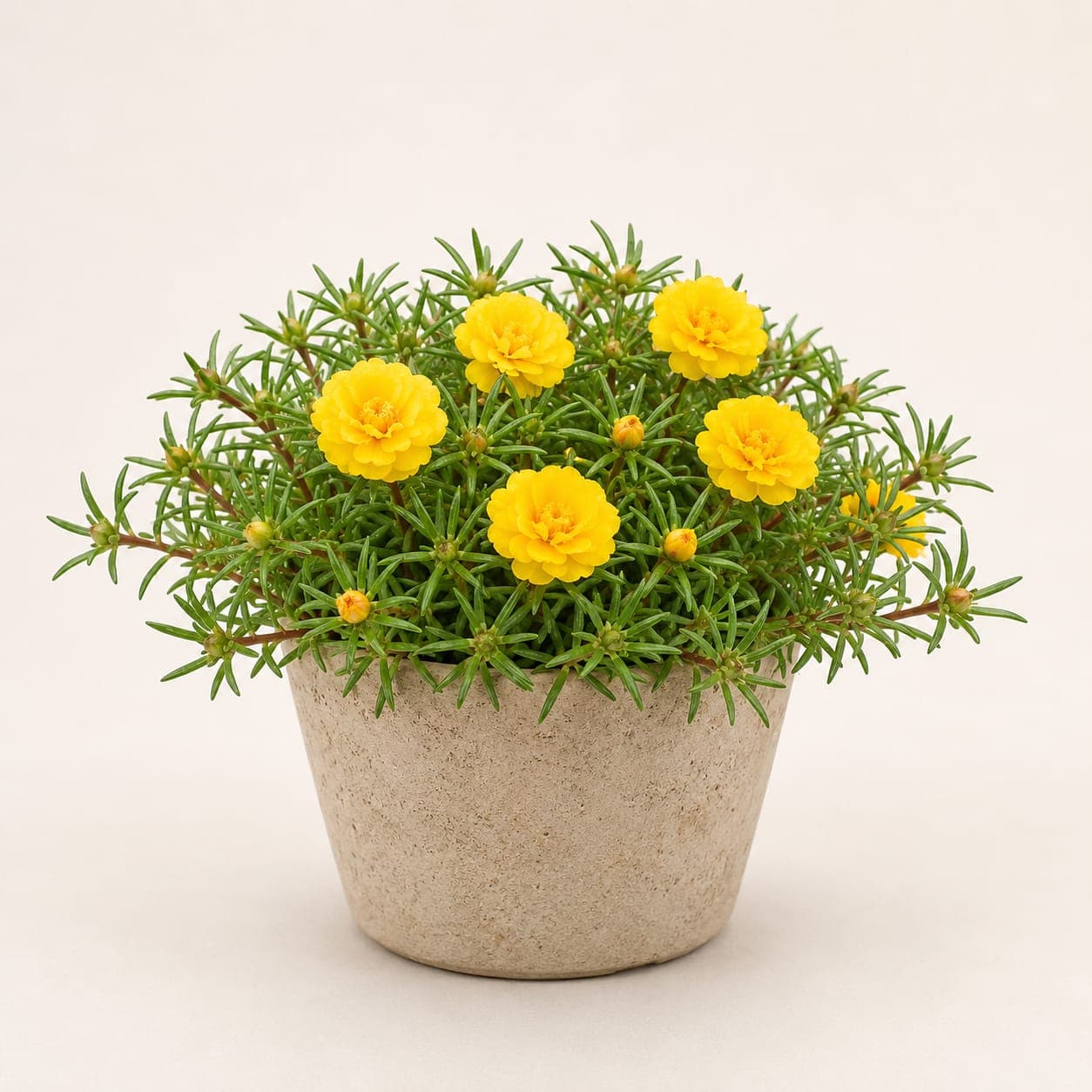 Portulaca / Moss Rose Yellow