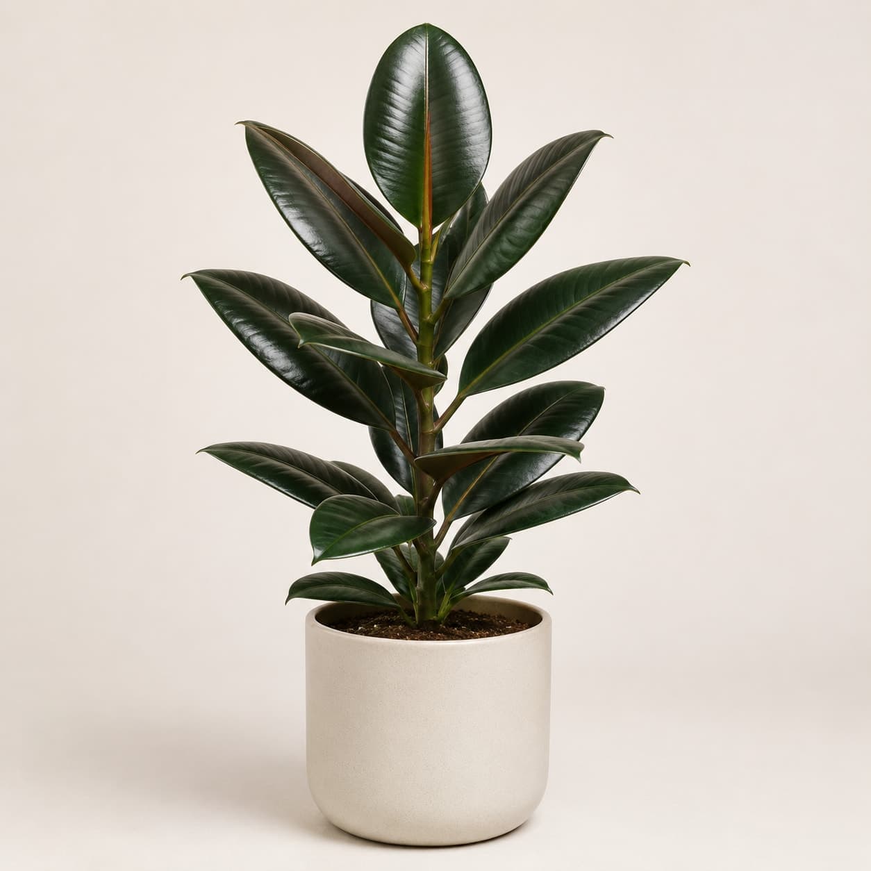Rubber Plant