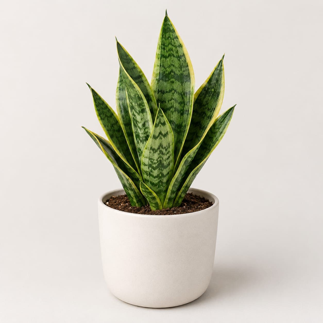 Snake Plant Small