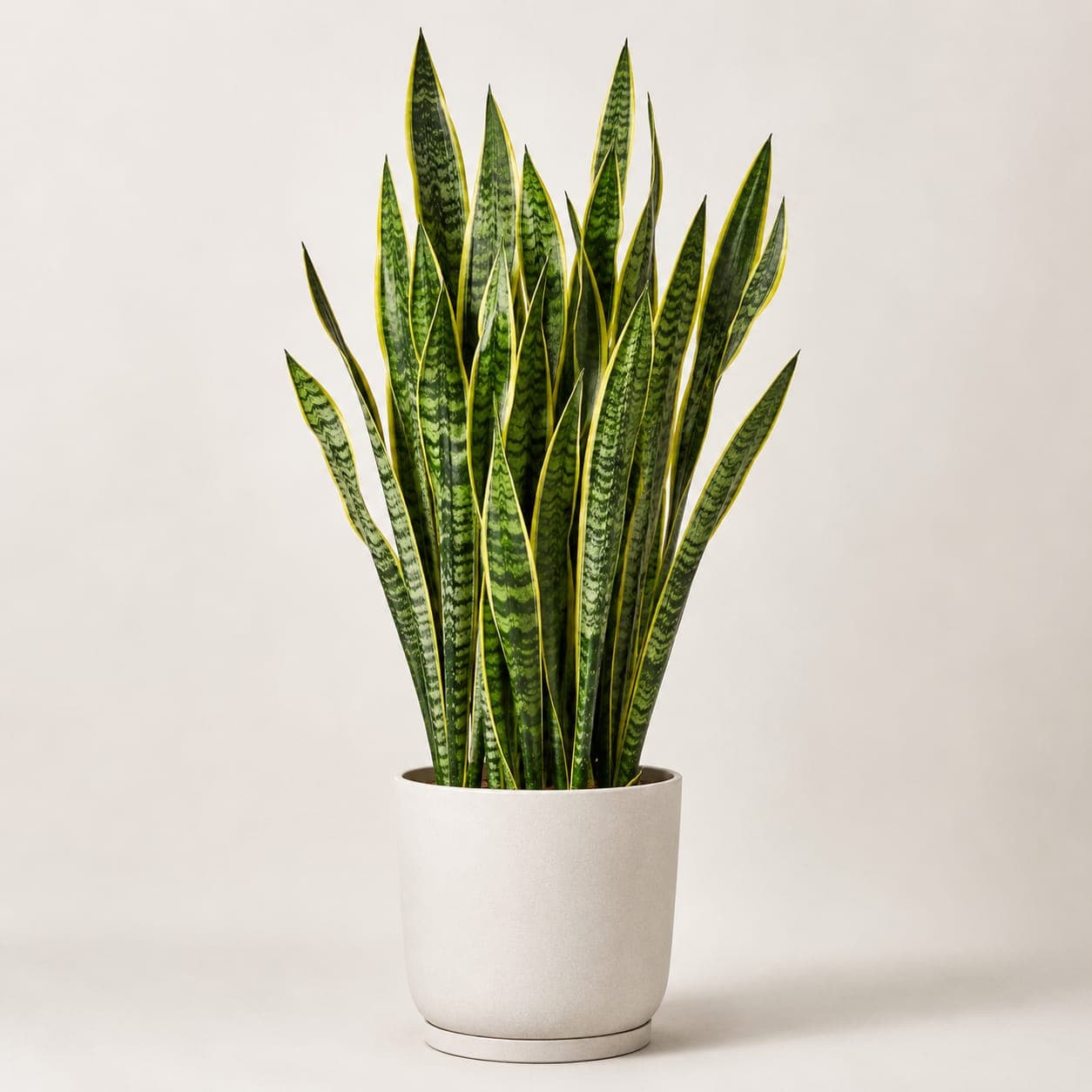 Snake Plant Big