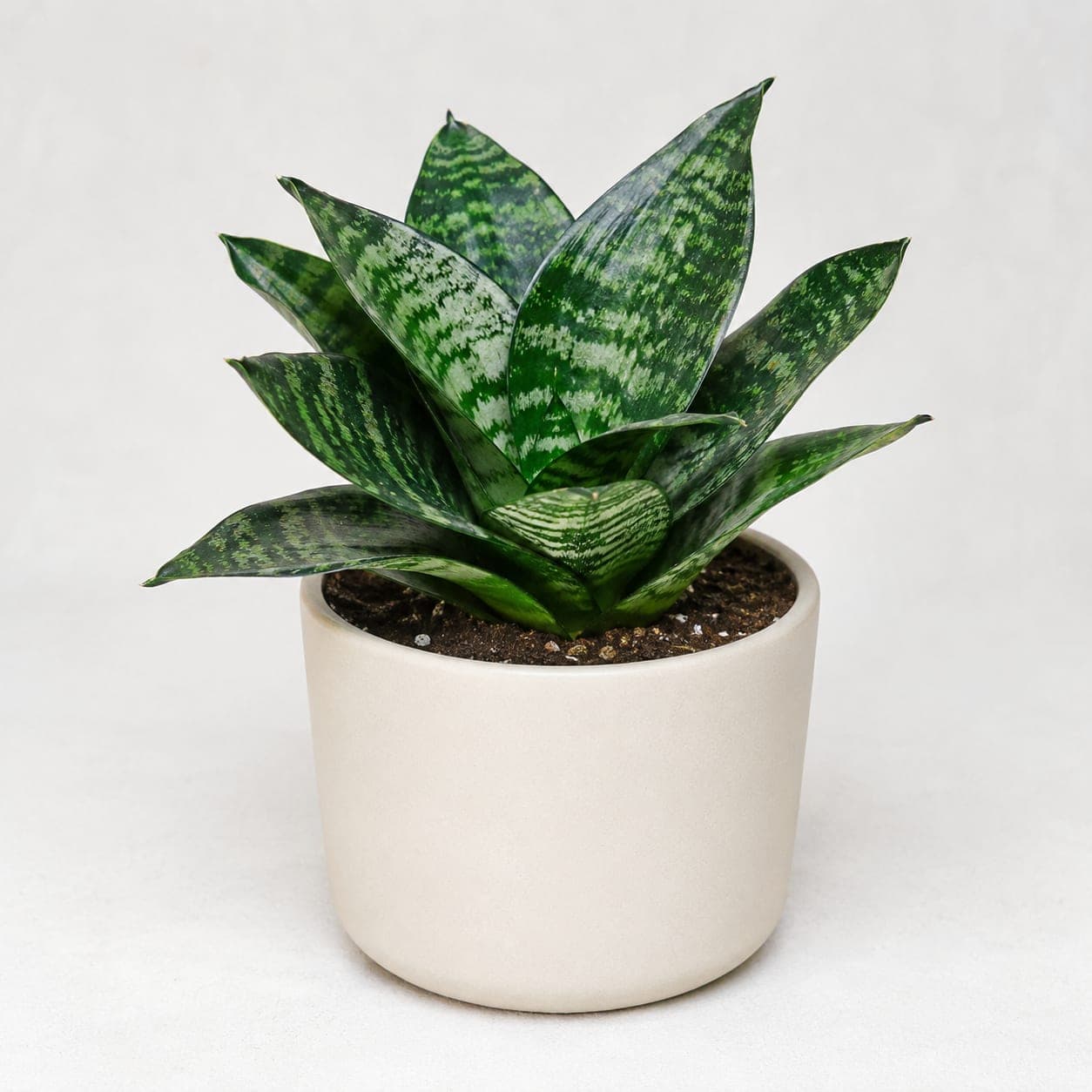 Snake Plant different variety - Small