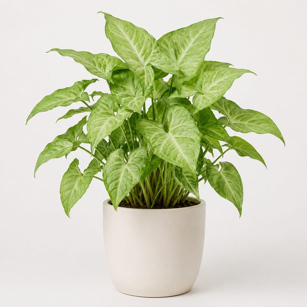 Syngonium Green