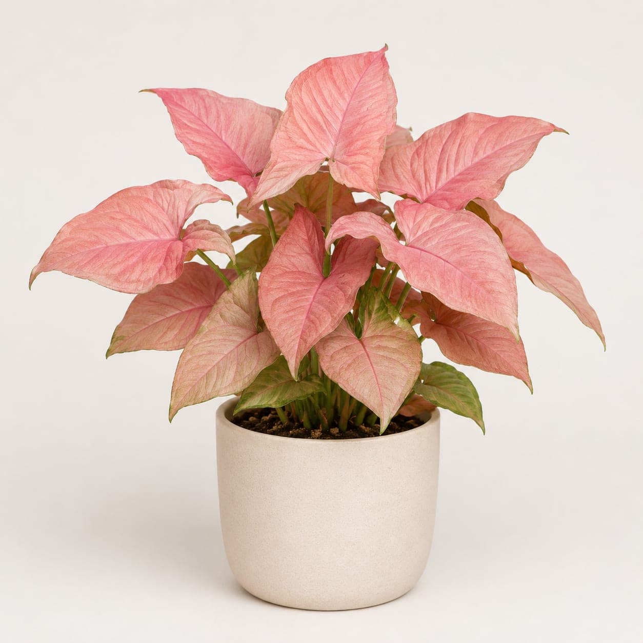 Syngonium Pink